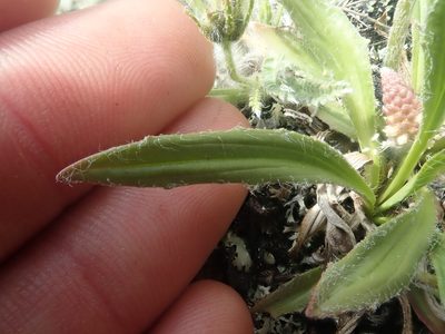 Plantago canescens, photographed by F Quiec
