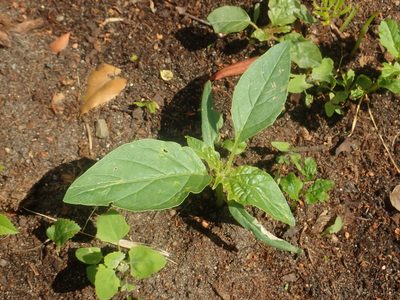 Datura stramonium, photographed by Alexis Tinker-Tsavalas
