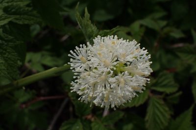 Actaea rubra, photographed by mfeaver