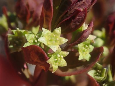 Geocaulon lividum