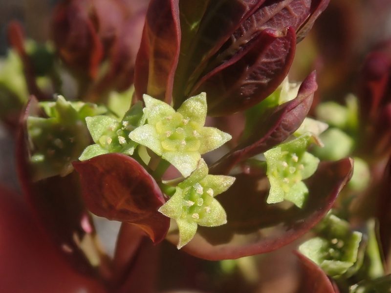 Geocaulon lividum, photographed by F Quiec