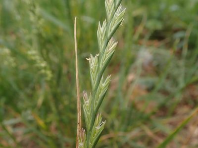 Lolium perenne, photographed by Alexis Tinker-Tsavalas
