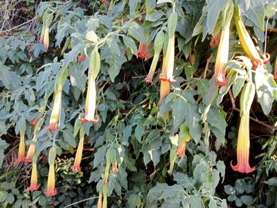 Brugmansia sanguinea, photographed by John Barkla