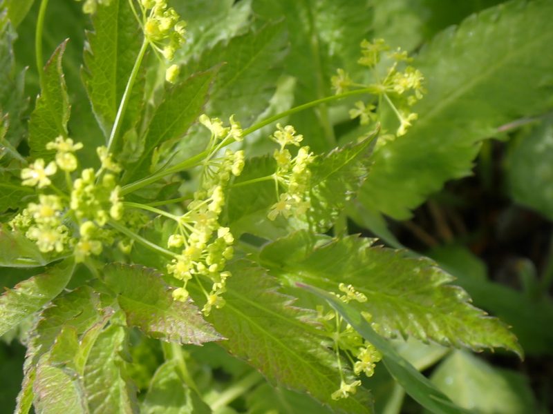 Osmorhiza occidentalis, photographed by mfeaver