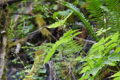 Actaea rubra, photographed by Ken-ichi Ueda