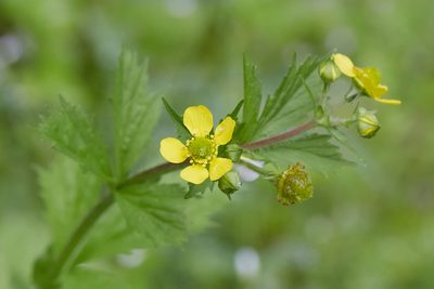 Geum macrophyllum, photographed by Ken-ichi Ueda