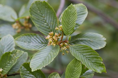 Frangula purshiana, photographed by Ken-ichi Ueda