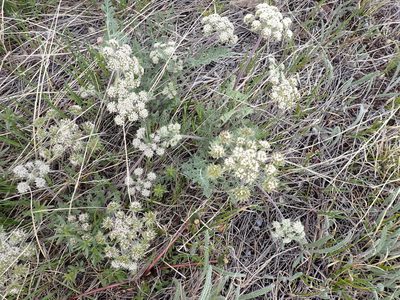 Lomatium macrocarpum, photographed by mfeaver