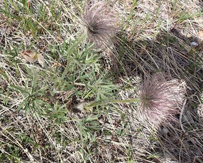Pulsatilla nuttalliana, photographed by mfeaver
