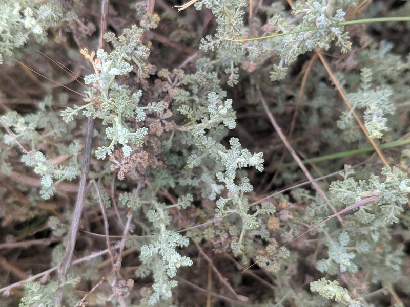 Artemisia herba-alba, photographed by Denys Vynokurov