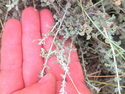 Artemisia herba-alba, photographed by Denys Vynokurov