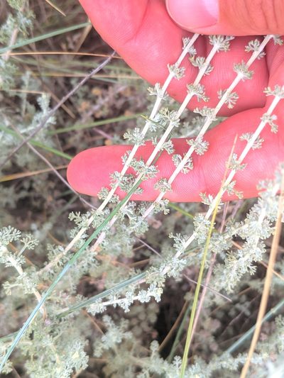 Artemisia herba-alba, photographed by Denys Vynokurov
