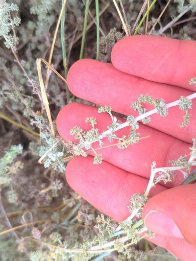 Artemisia herba-alba, photographed by Denys Vynokurov