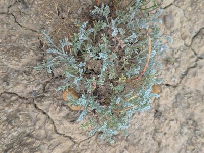 Artemisia herba-alba, photographed by Denys Vynokurov