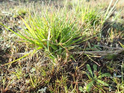 Juncus caespiticius, photographed by Arnim Littek