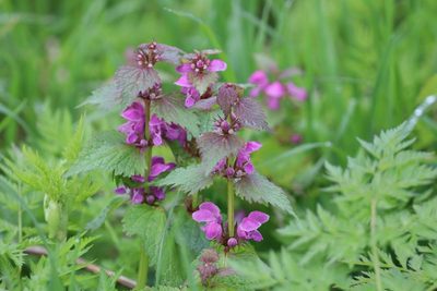 Lamium maculatum, photographed by Константин Селивёрстов