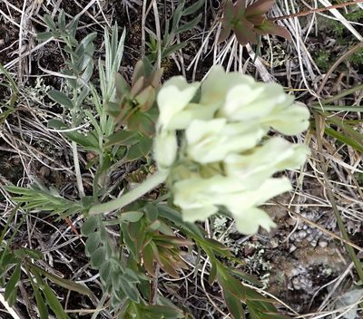 Oxytropis sericea, photographed by mfeaver