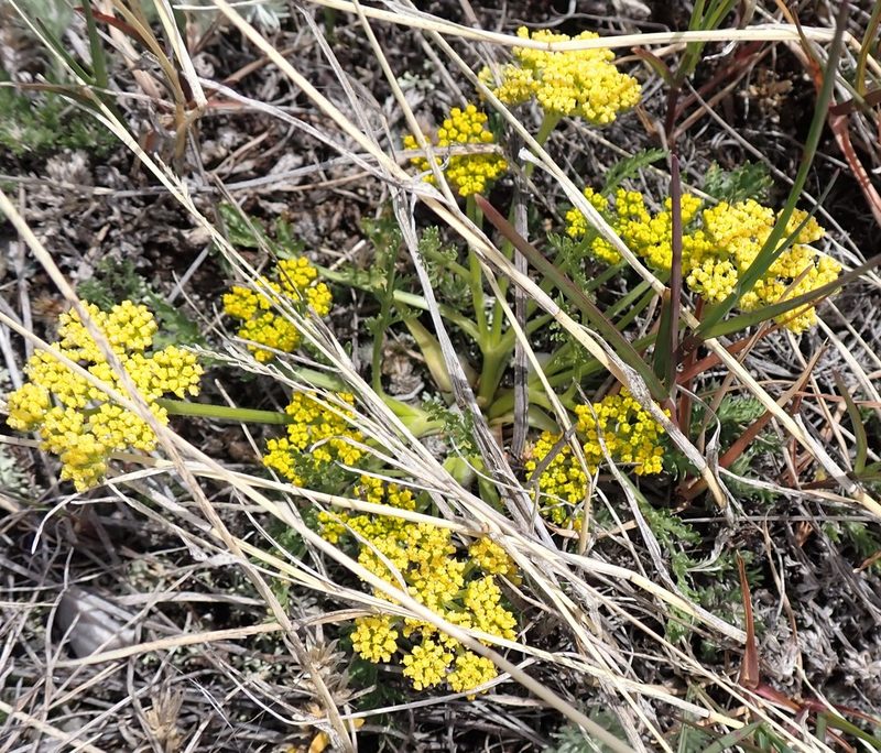 Musineon divaricatum, photographed by mfeaver