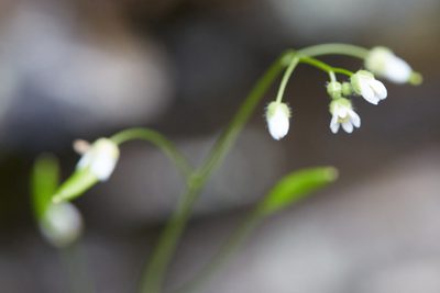 Draba verna