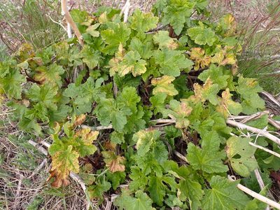 Iliamna rivularis