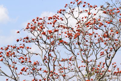 Butea monosperma, photographed by Rohit