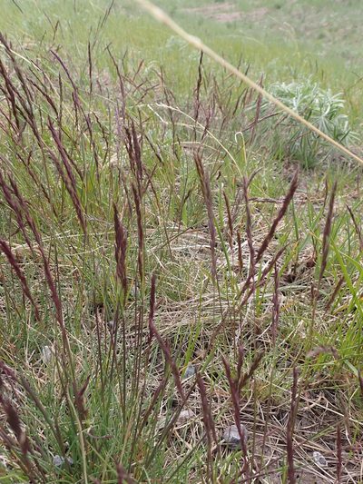 Festuca campestris, photographed by mfeaver
