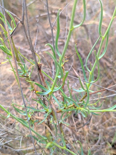 Bupleurum fruticescens, photographed by Denys Vynokurov
