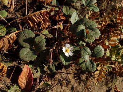 Fragaria chiloensis, photographed by Eugene Eric Kim