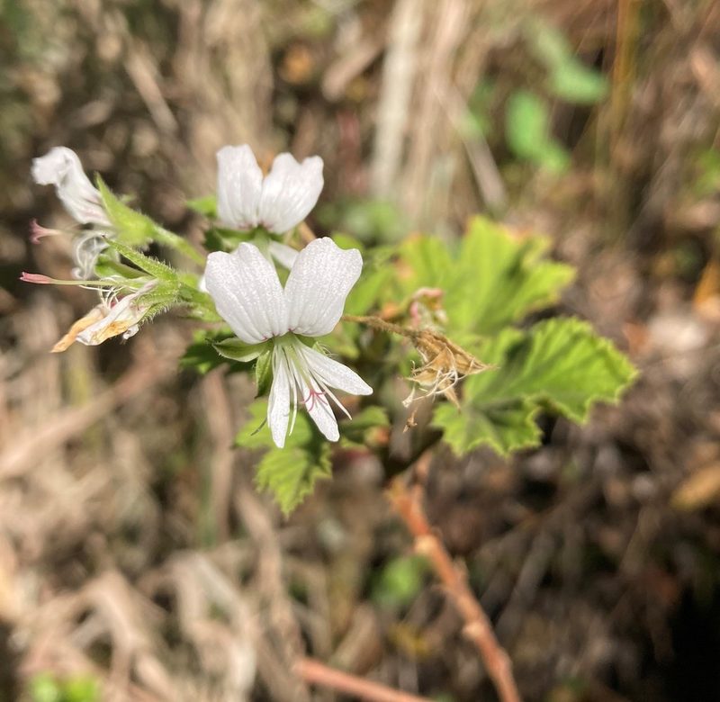 Pelargonium ribifolium, photographed by Justin Ponder