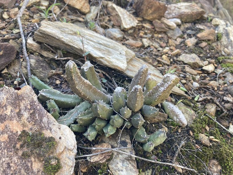 Huernia barbata, photographed by Justin Ponder