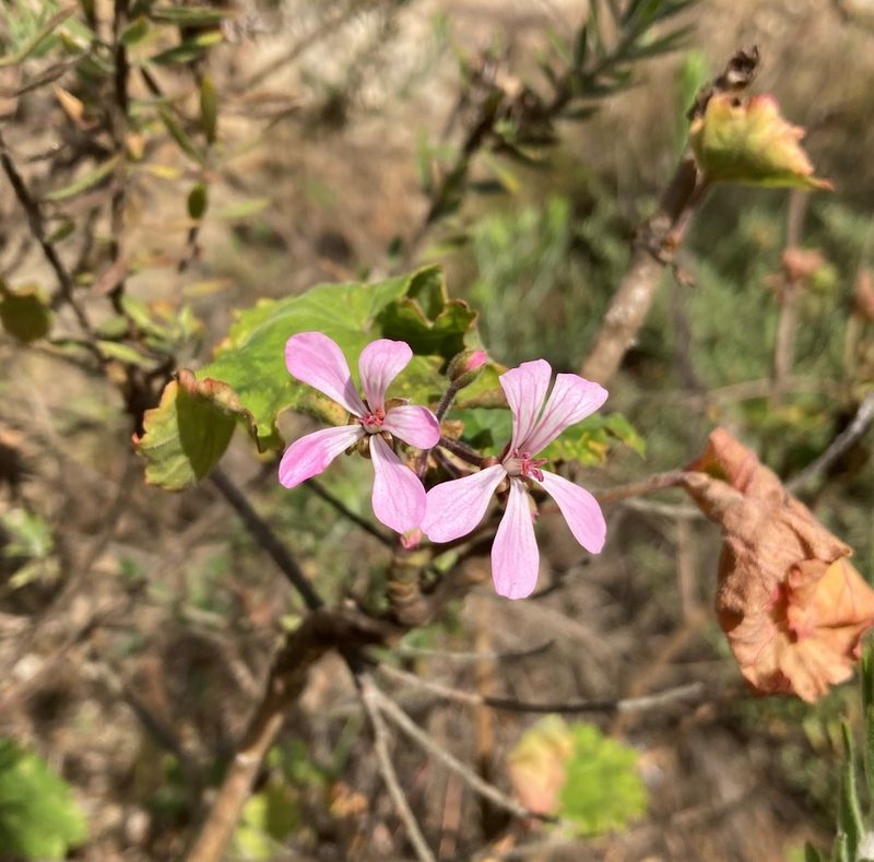 Pelargonium zonale, photographed by Justin Ponder