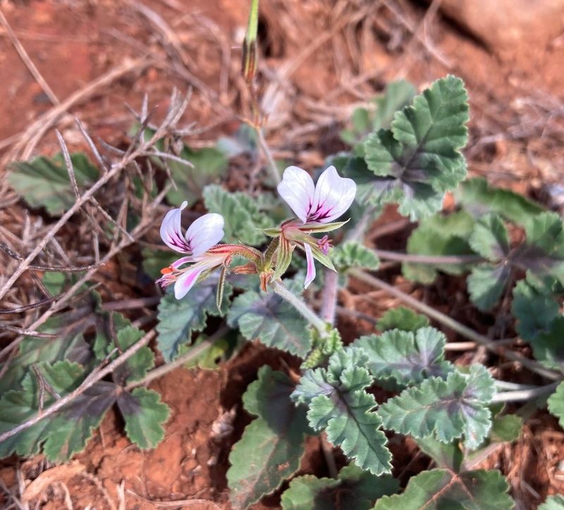 Pelargonium candicans, photographed by Justin Ponder