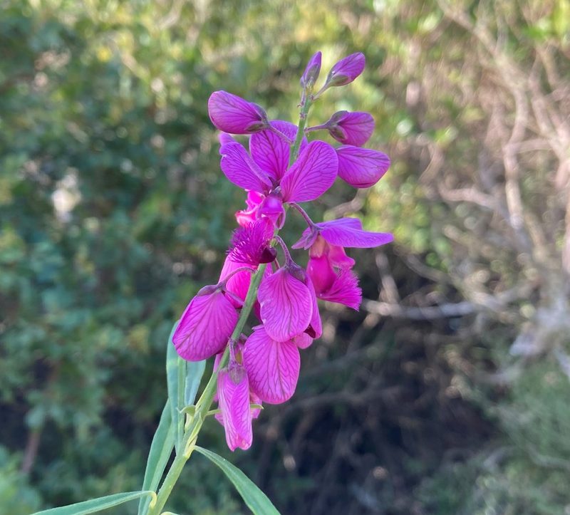 Polygala virgata, photographed by Justin Ponder