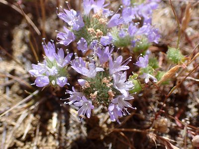 Navarretia heterodoxa, photographed by Cricket Raspet