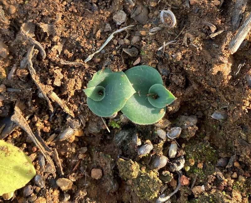 Holothrix mundii, photographed by Justin Ponder