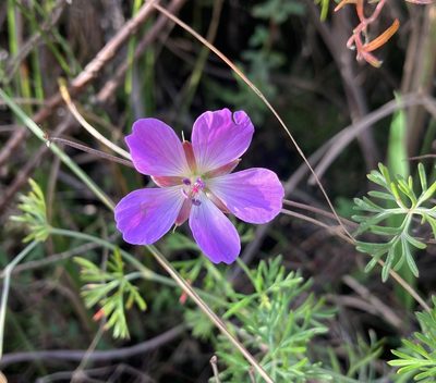 Geranium incanum