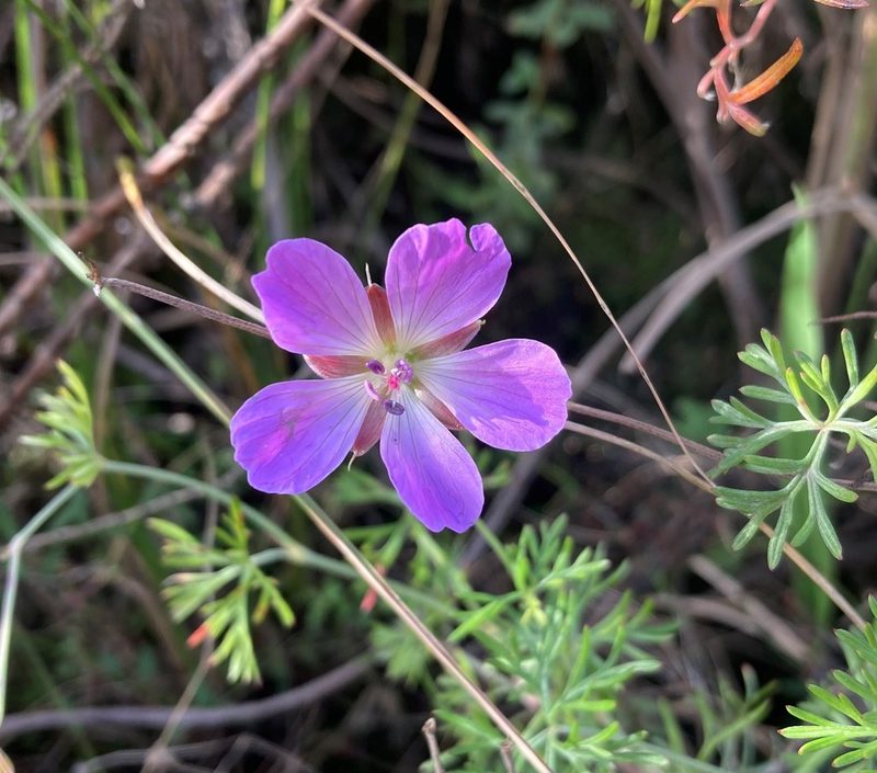 Geranium incanum, photographed by Justin Ponder
