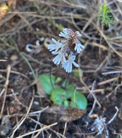 Holothrix parviflora, photographed by Justin Ponder