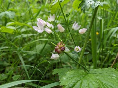 Allium roseum
