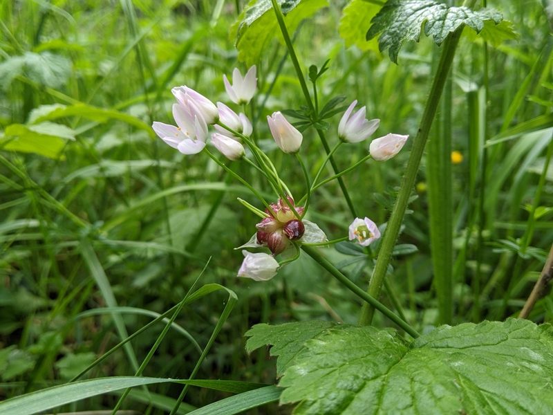 Allium roseum, photographed by Victor Heng
