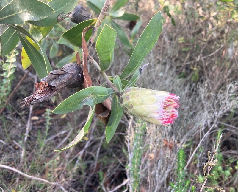 Protea mundii, photographed by Justin Ponder