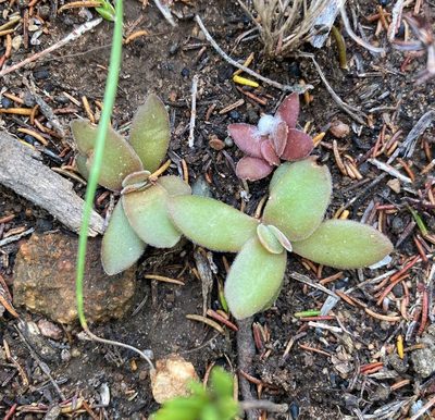 Crassula nudicaulis, photographed by Justin Ponder