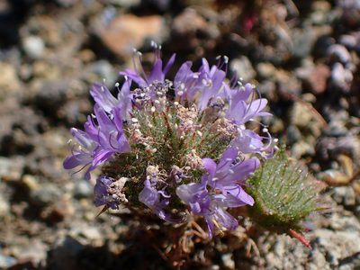 Navarretia heterodoxa, photographed by Cricket Raspet