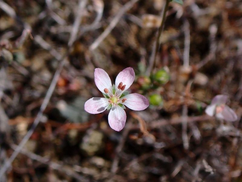 Linum congestum, photographed by Cricket Raspet