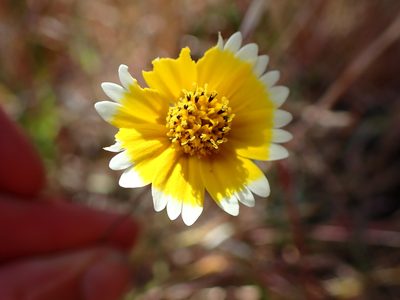 Layia platyglossa, photographed by Cricket Raspet