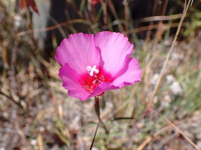 Clarkia rubicunda, photographed by Cricket Raspet
