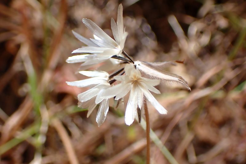 Achyrachaena mollis, photographed by Cricket Raspet