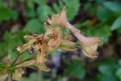 Delphinium californicum