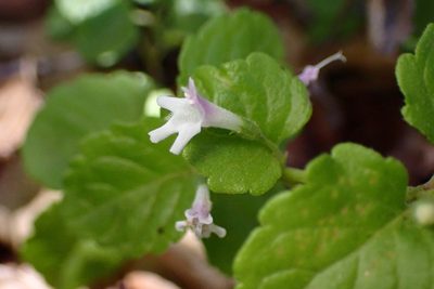 Micromeria douglasii, photographed by Cricket Raspet