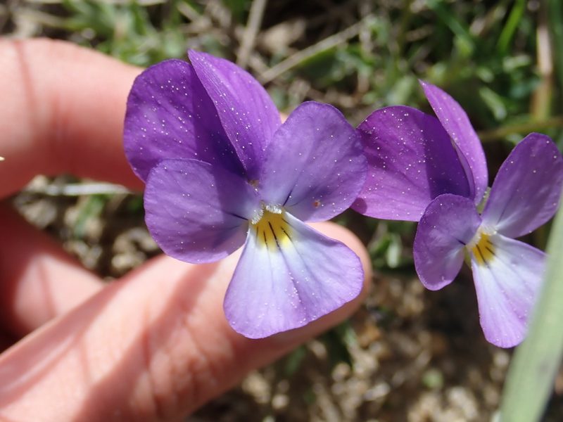 Viola gracilis, photographed by John Kenrick Gibson